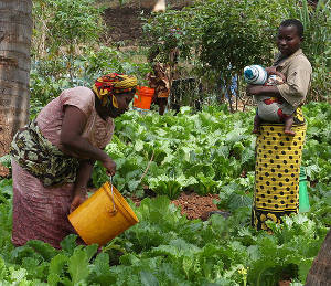 m4d programs magriculture